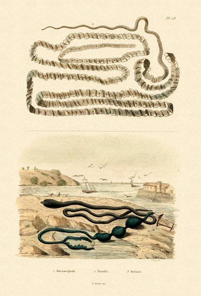 Tapeworm by French School